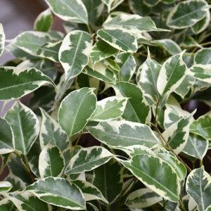 Starlight Weeping Fig foliage