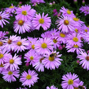 Woods Pink Aster flowers