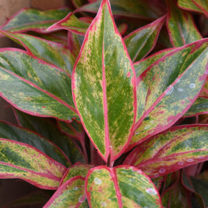 Siam Aurora Chinese Evergreen