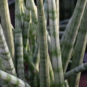 Cylindrical Snake Plant foliage