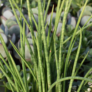 Cylindrical Snake Plant foliage