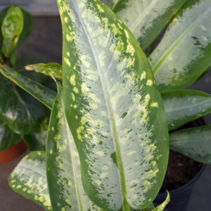 Panther Dieffenbachia foliage