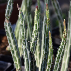 Pickle Plant foliage