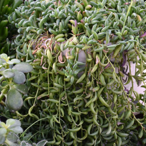 String of Bananas