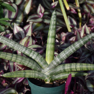 Starfish Sansevieria
