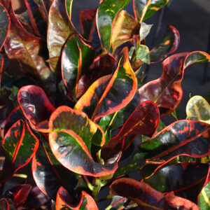 Mammy Croton foliage