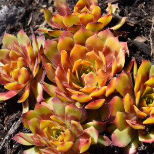 Chick Charms® Gold Nugget™ Hens And Chicks
