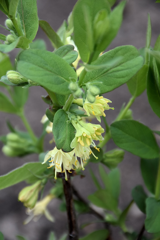 Boreal Blizzard Honeyberry flowers