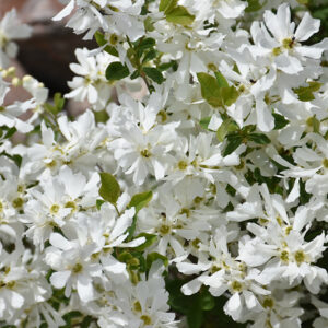 Lotus Moon&trade; Pearlbush flowers