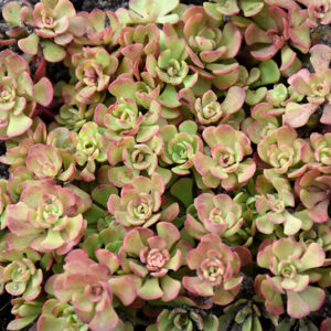Pink Form Southern Stonecrop