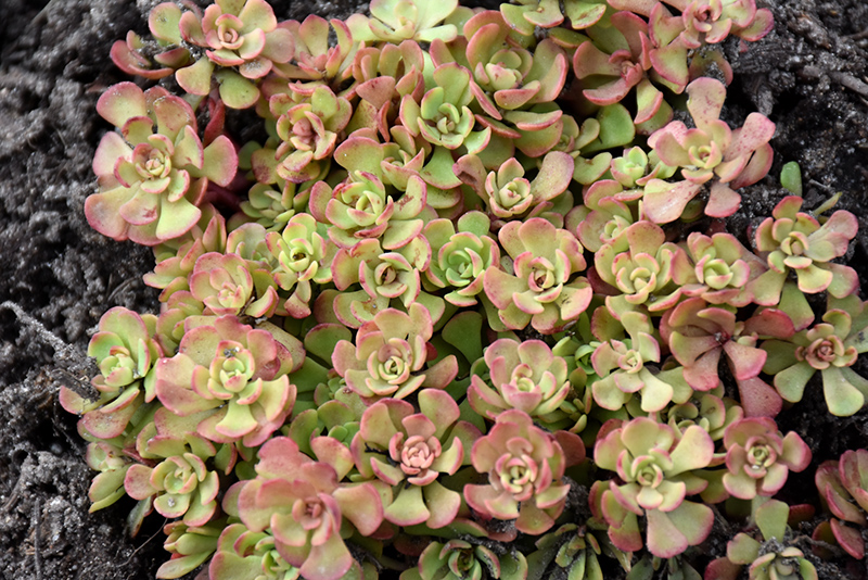 Pink Form Southern Stonecrop