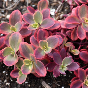 Sunsparkler&reg; Wildfire Stonecrop foliage