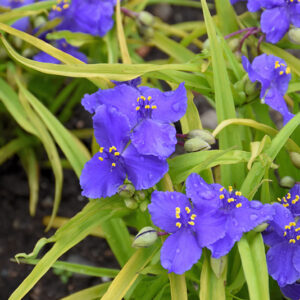 Sweet Kate Spiderwort flowers