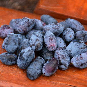 Boreal Blizzard Honeyberry fruit