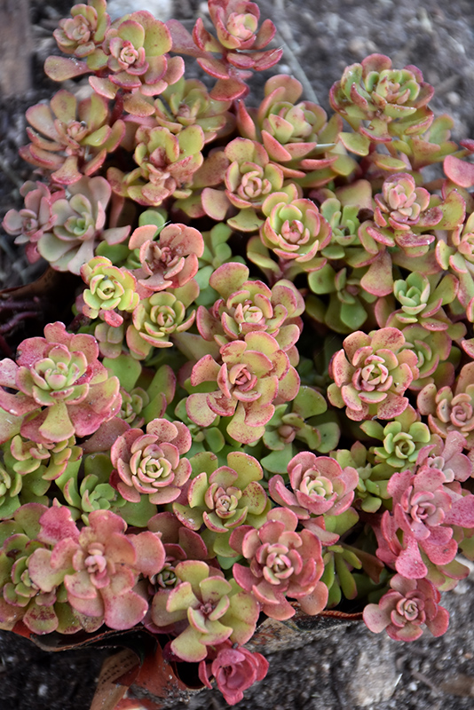 Pink Form Southern Stonecrop
