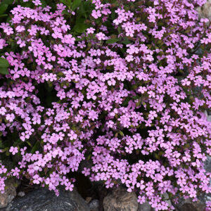 Rock Soapwort in bloom