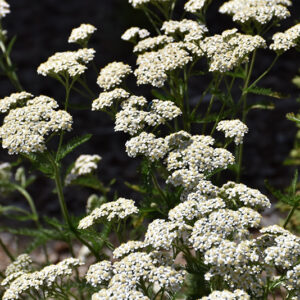 Common Yarrow flowers