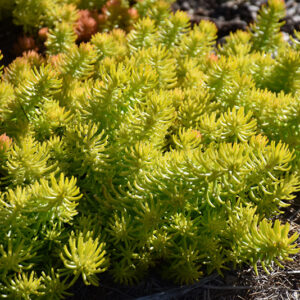 Angelina Stonecrop foliage