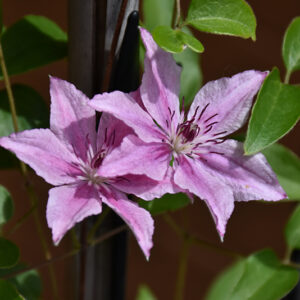 Pink Fantasy Clematis flowers
