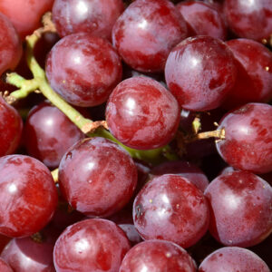 Canadice Grape fruit