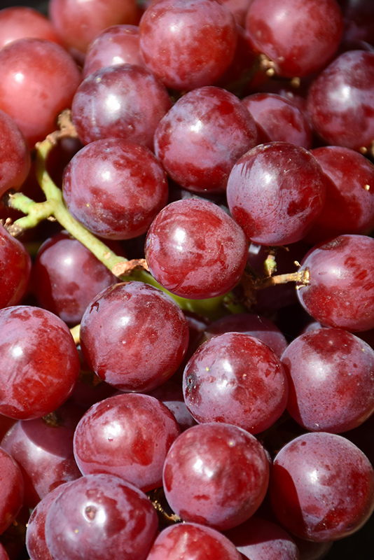 Canadice Grape fruit