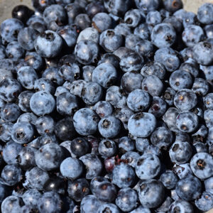 Brunswick Lowbush Blueberry fruit