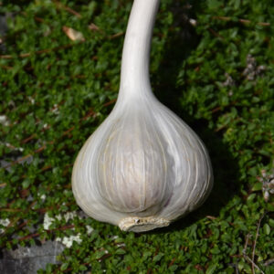 Garlic fruit