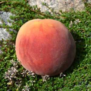 Frost Peach fruit