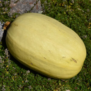 Vegetable Spaghetti Squash fruit