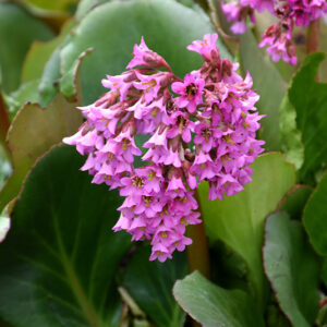 Heartleaf Bergenia flowers