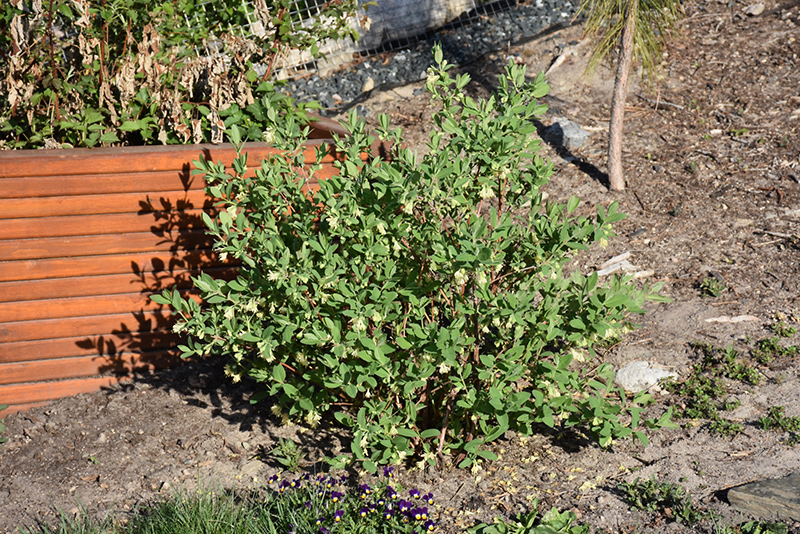Boreal Blizzard Honeyberry in bloom