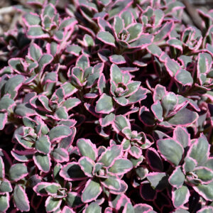 Dream Dazzler Stonecrop foliage