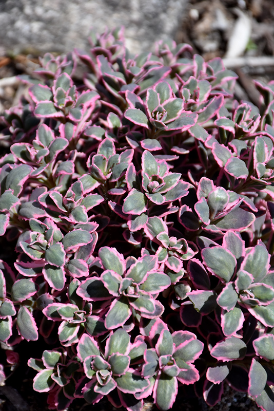 Dream Dazzler Stonecrop foliage