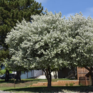 Dolgo Apple in bloom