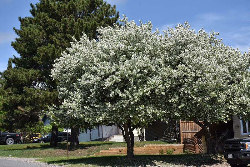 Dolgo Apple in bloom