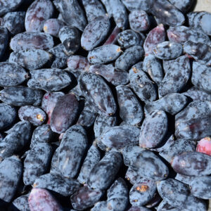 Yezberry&reg; Maxie&trade; Japanese Haskap fruit