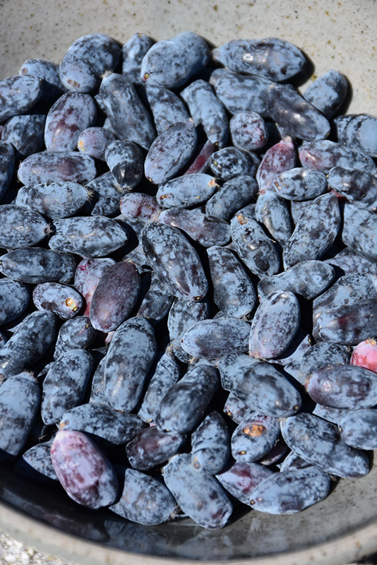 Yezberry® Maxie™ Japanese Haskap fruit