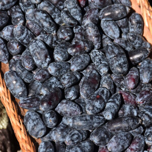 Yezberry&reg Solo&trade; Japanese Haskap fruit