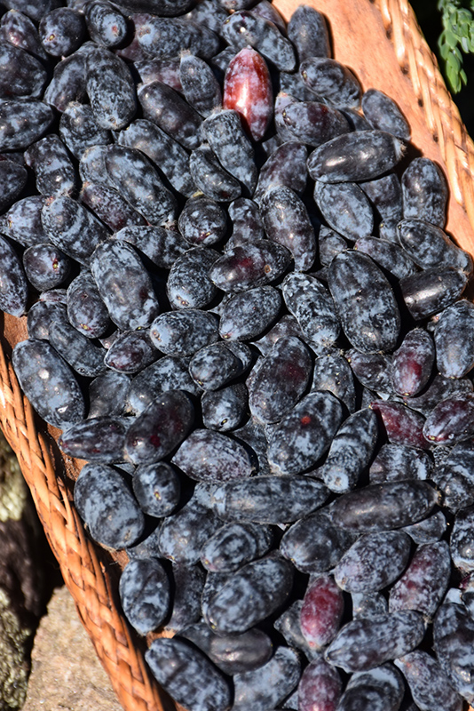Yezberry® Solo™ Japanese Haskap fruit