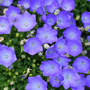 Rapido Blue Bellflower flowers
