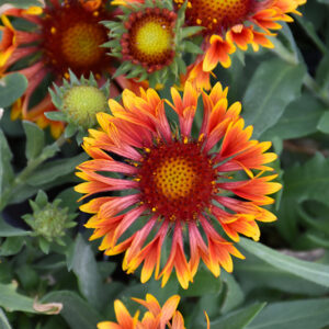 SpinTop&trade; Copper Sun Blanket Flower flowers