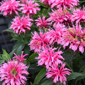 Balmy Pink Beebalm flowers