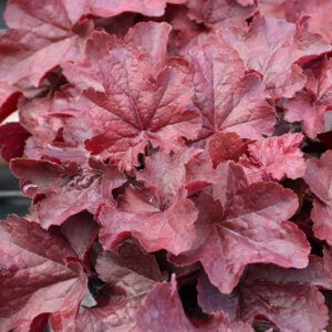 Northern Exposure&trade; Red Coral Bells foliage