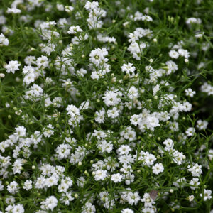 Filou White Creeping Baby's Breath flowers