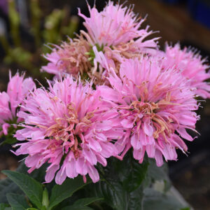 Sugar Buzz® Pink Frosting Beebalm flowers