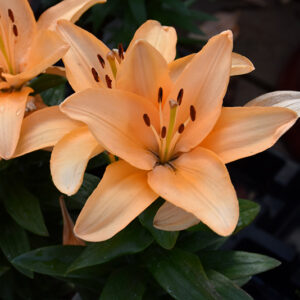 Lily Looks&trade; Tiny Moon Lily flowers