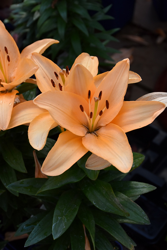 Lily Looks™ Tiny Moon Lily flowers