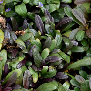 Feathered Friends&trade; Noble Nightingale Bugleweed foliage