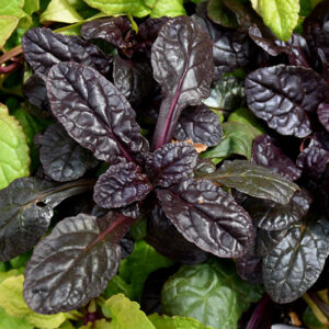 Feathered Friends&trade; Fierce Falcon Bugleweed foliage