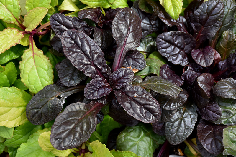 Feathered Friends™ Fierce Falcon Bugleweed foliage